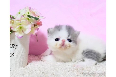 販売中の群馬県のエキゾチックショートヘア-109398