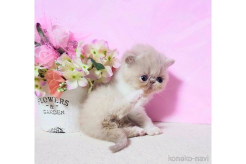 成約済の群馬県のエキゾチックショートヘア-109399の5枚目