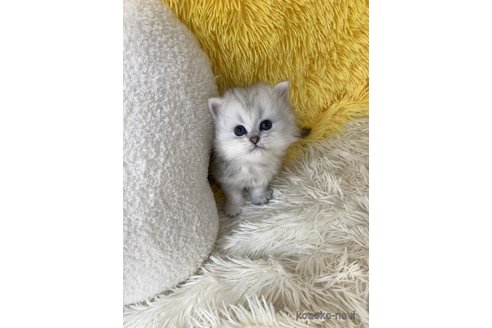 販売中の大阪府のペルシャ-109401の6枚目