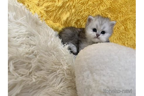 販売中の大阪府のペルシャ-109401の4枚目