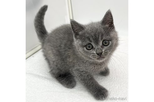 成約済の愛知県のシャルトリュー-109405の1枚目