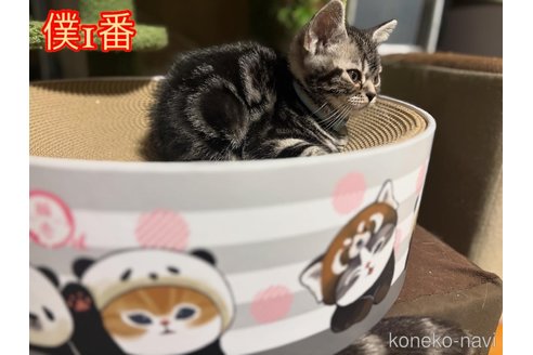 成約済の千葉県のアメリカンショートヘア-106306の2枚目