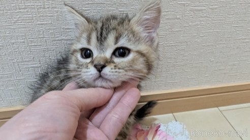成約済の広島県のスコティッシュフォールド-107019の8枚目