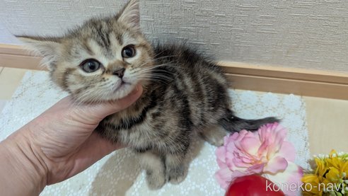 成約済の広島県のスコティッシュフォールド-107019の7枚目