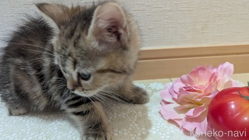 成約済の広島県のスコティッシュフォールド-107019の5枚目