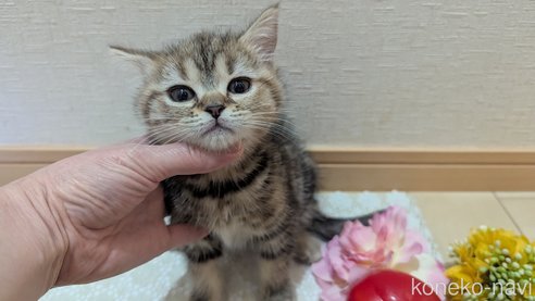 成約済の広島県のスコティッシュフォールド-107019の3枚目
