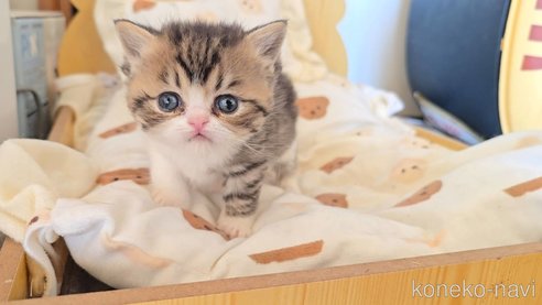 販売中の長野県のエキゾチックショートヘア-109447の1枚目