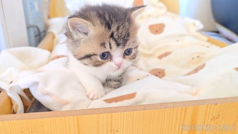 販売中の長野県のエキゾチックショートヘア-109447の4枚目