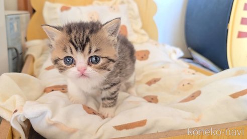 販売中の長野県のエキゾチックショートヘア-109447の5枚目