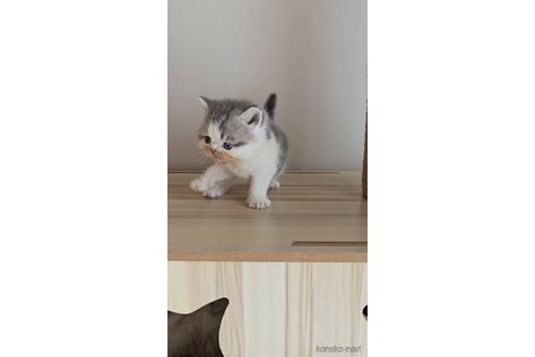 商談中の長野県のエキゾチックショートヘア-109448の3枚目