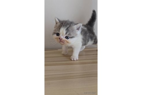 商談中の長野県のエキゾチックショートヘア-109448