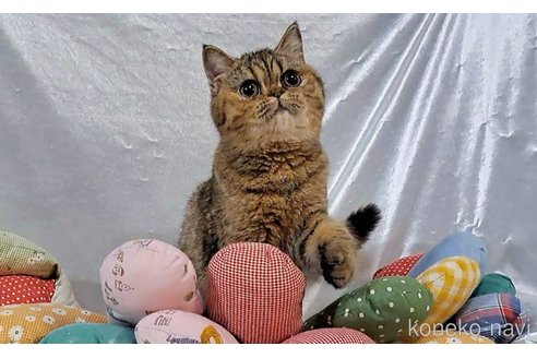 販売中の宮城県のエキゾチックショートヘア-100055の4枚目