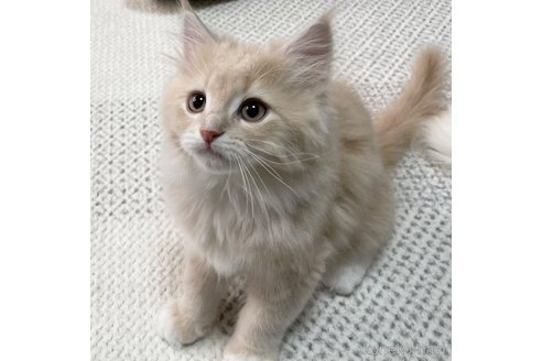 成約済の愛知県のミヌエット-104399の6枚目