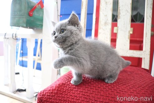 成約済の大阪府のブリティッシュショートヘア-105012の5枚目