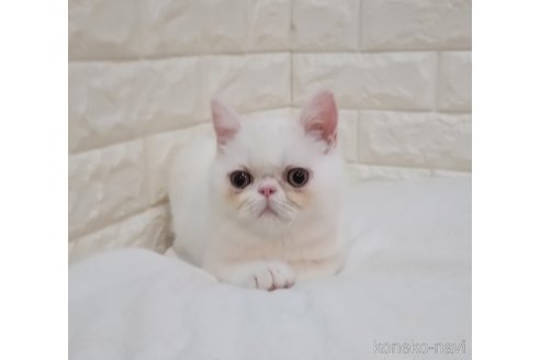 成約済の静岡県のエキゾチックショートヘア-102083の5枚目