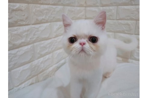 成約済の静岡県のエキゾチックショートヘア-102083の2枚目