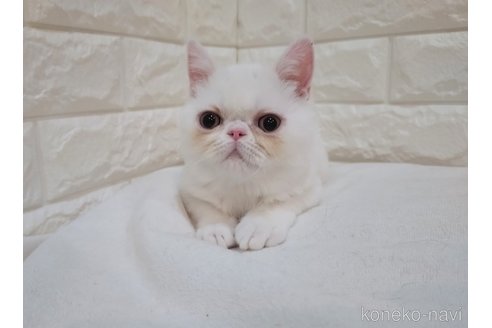 成約済の静岡県のエキゾチックショートヘア-102083の3枚目