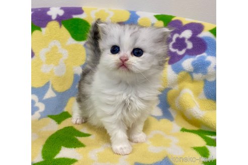 成約済の神奈川県のミヌエット-109155の1枚目