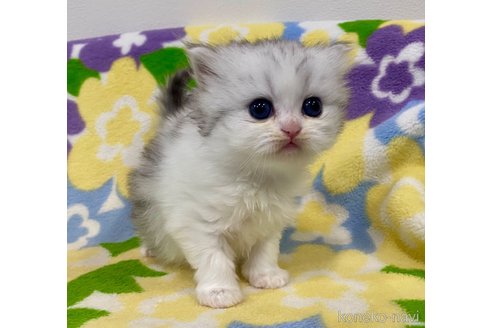 成約済の神奈川県のミヌエット-109155の4枚目