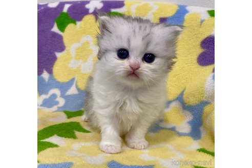 成約済の神奈川県のミヌエット-109155の7枚目