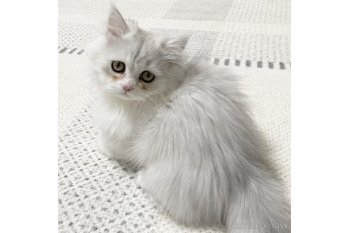 成約済の愛知県のミヌエット(短足)-101925の4枚目