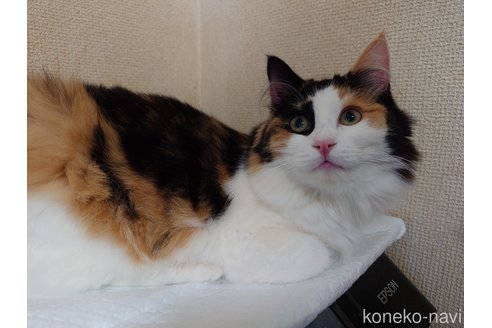 成約済の埼玉県のノルウェージャンフォレストキャット-93798の11枚目