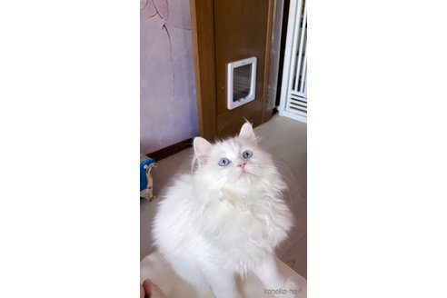 ののミヌエット-
