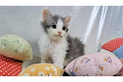 販売中の宮城県のミックス-107083の2枚目