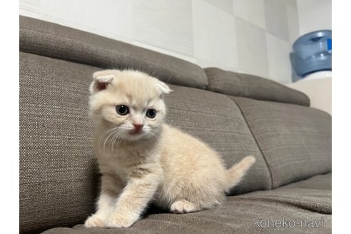 成約済の茨城県のスコティッシュフォールド(折れ耳)-109503の2枚目