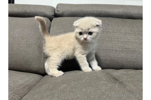 成約済の茨城県のスコティッシュフォールド(折れ耳)-109503の3枚目