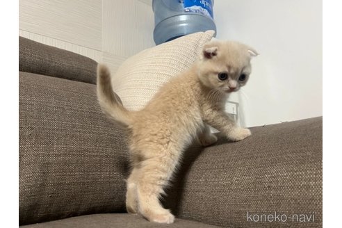 成約済の茨城県のスコティッシュフォールド(折れ耳)-109503の4枚目