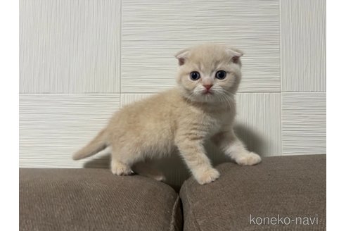 成約済の茨城県のスコティッシュフォールド(折れ耳)-109503の5枚目