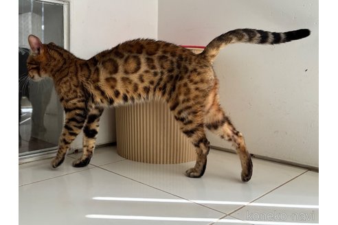 成約済の大阪府のベンガル-109158の4枚目