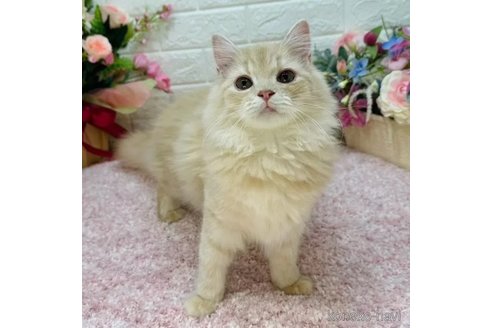 成約済の東京都のマンチカン-109530の3枚目