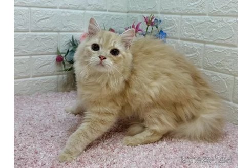 成約済の東京都のマンチカン-109530の4枚目
