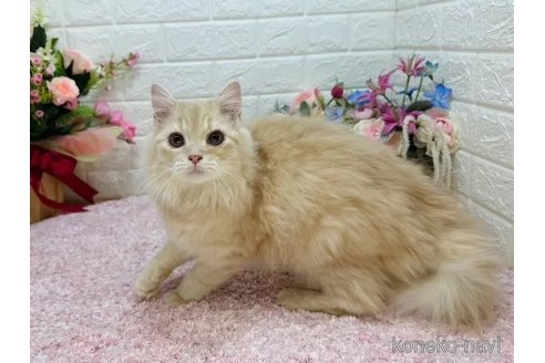 成約済の東京都のマンチカン-109530の5枚目