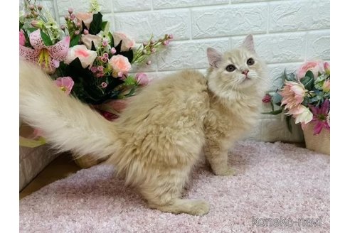 成約済の東京都のマンチカン-109530の7枚目