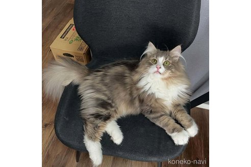 販売中の滋賀県のノルウェージャンフォレストキャット-109545