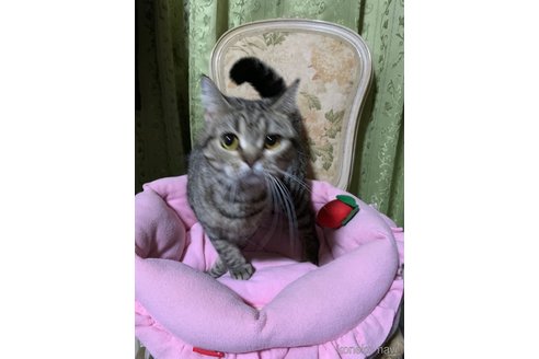 成約済の神奈川県のマンチカン-109547の2枚目