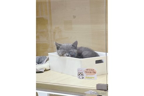 成約済の東京都のブリティッシュショートヘア-107470の2枚目