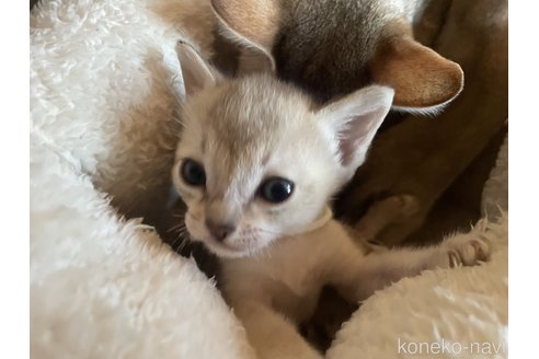 成約済の広島県のシンガプーラ-108887の1枚目