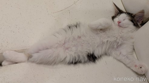 成約済の埼玉県のノルウェージャンフォレストキャット-105038の2枚目