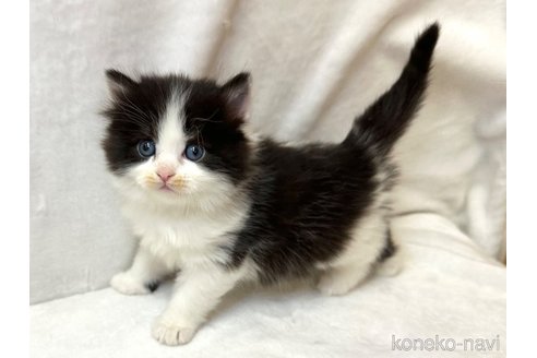成約済の千葉県のラガマフィン-109579の4枚目