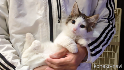 成約済の埼玉県のノルウェージャンフォレストキャット-105038