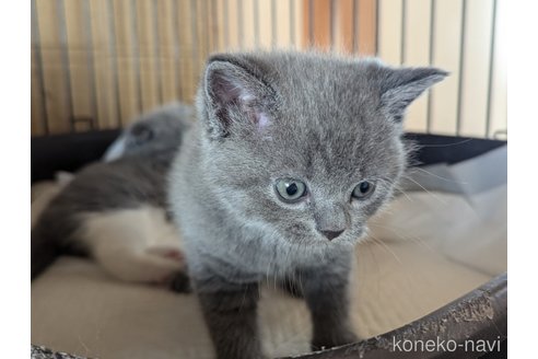 成約済の愛知県のスコティッシュフォールド-108921の7枚目
