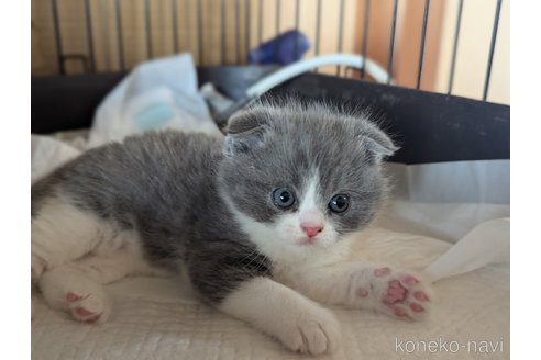 成約済の愛知県のスコティッシュフォールド-108922の8枚目