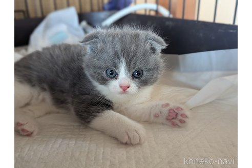 成約済の愛知県のスコティッシュフォールド-108922の6枚目