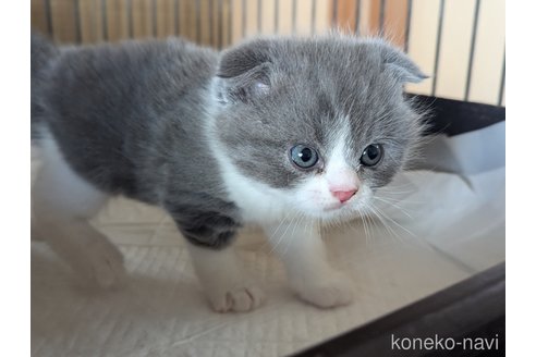 成約済の愛知県のスコティッシュフォールド-108922の7枚目