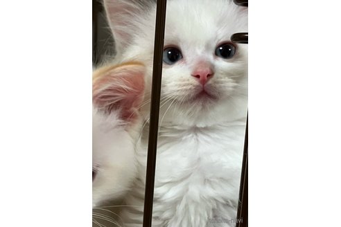 成約済の滋賀県のラグドール-107589の3枚目