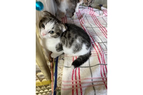 成約済の神奈川県のマンチカン(短足)-106159の8枚目